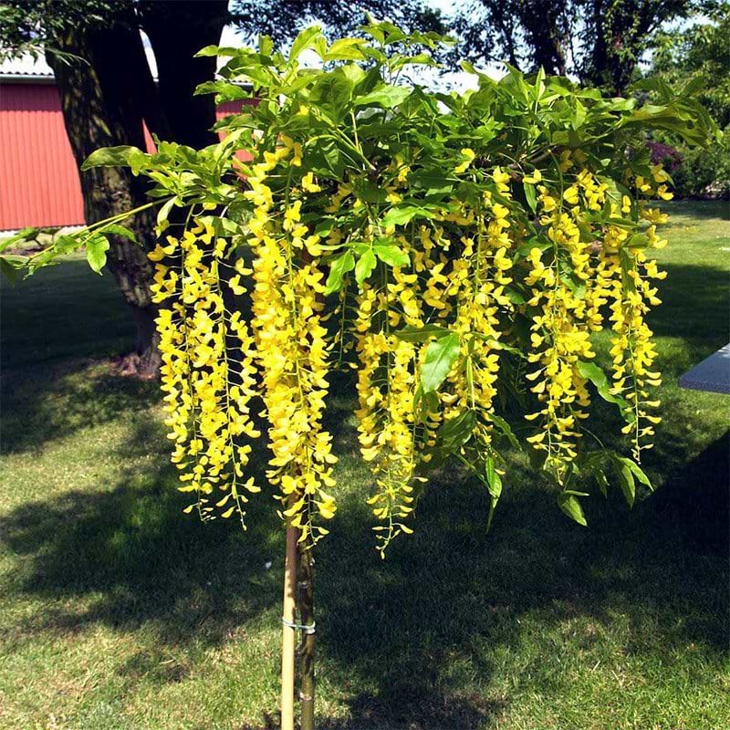 Guldregn Hængende (Laburnum alpinum 'Pendula') Opstammet - Flere varianter