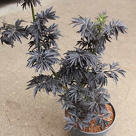 Søjleformet Rødbladet hyld (Sambucus nigra 'Straight Laced') 20-40 cm ...