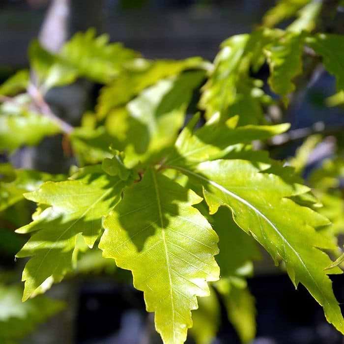 Bg Europiske (Fagus sylvatica 'Laciniata') 250-300 cm