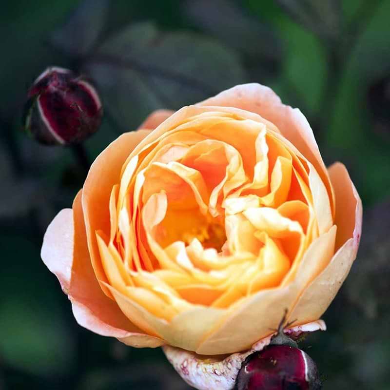 Engelsk rose Lady Emma Hamilton
