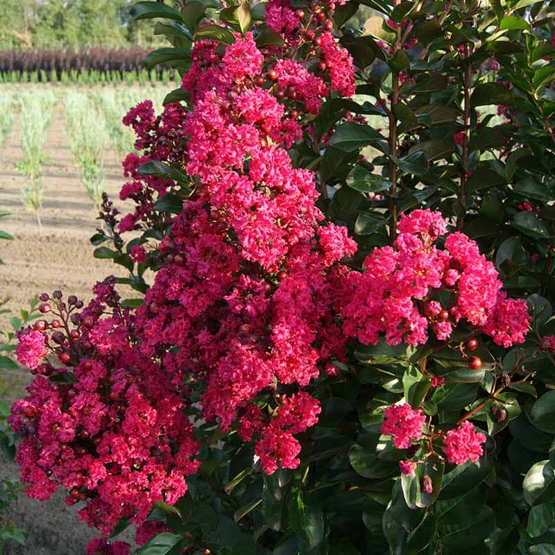 Lagerstroemia 