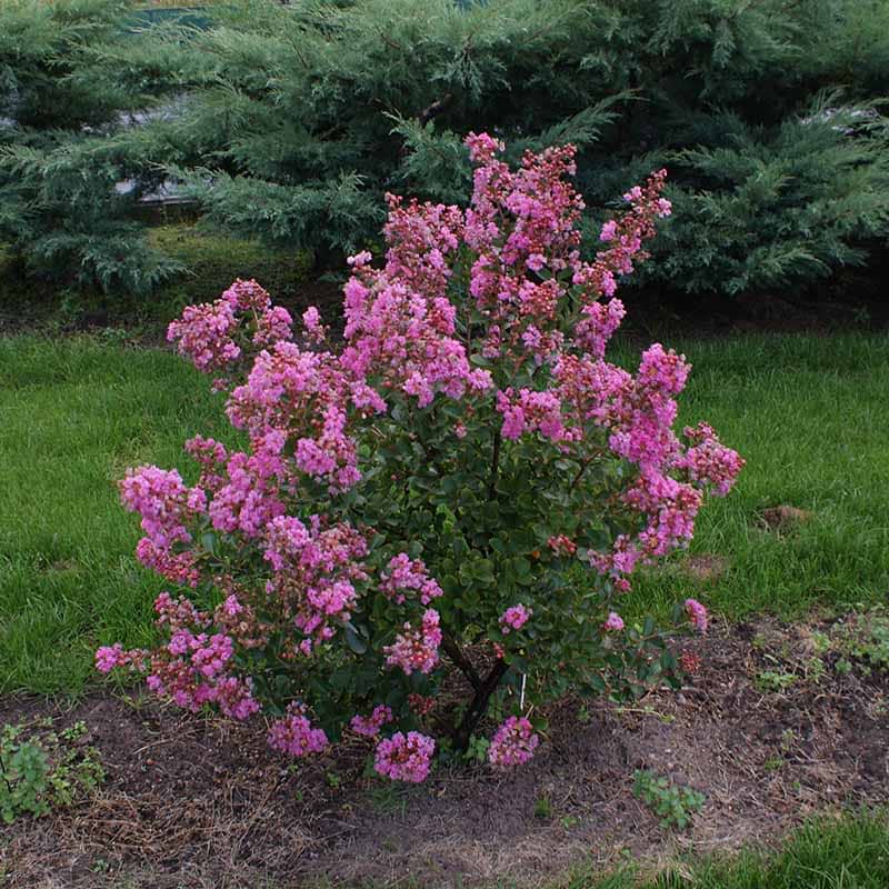 Lagerstroemia 