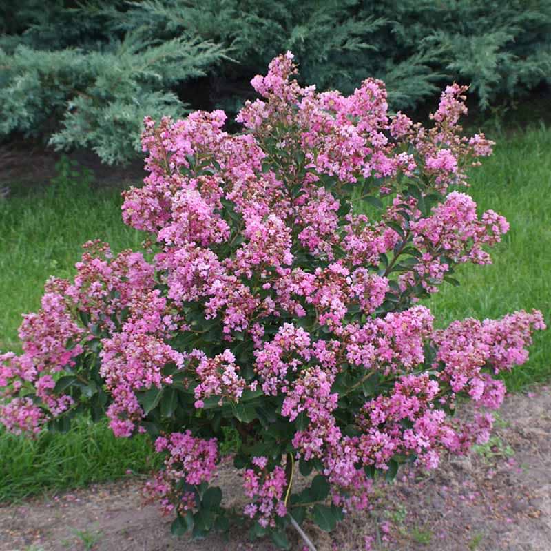 Myrte Lagerstroemia X Hopi