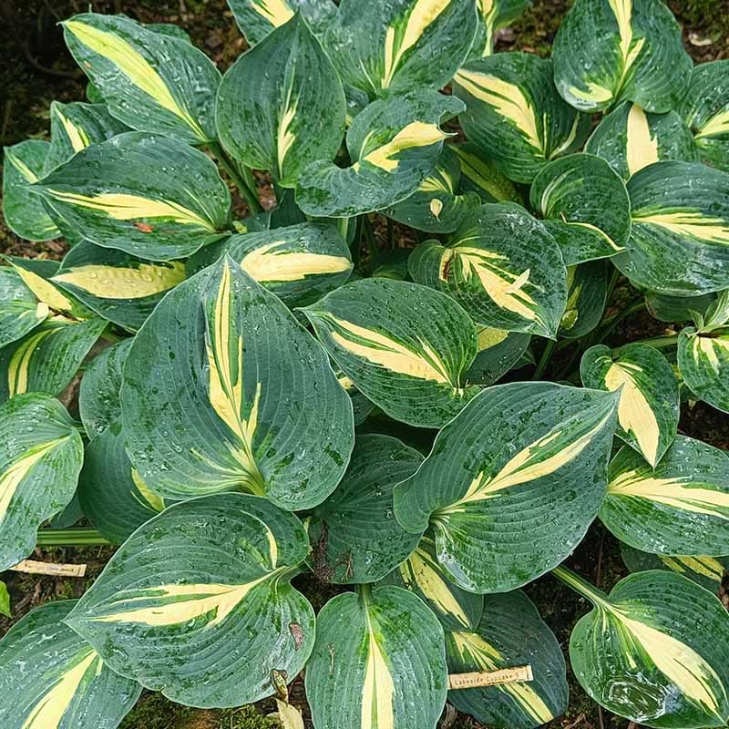hosta lakeside cupcake 