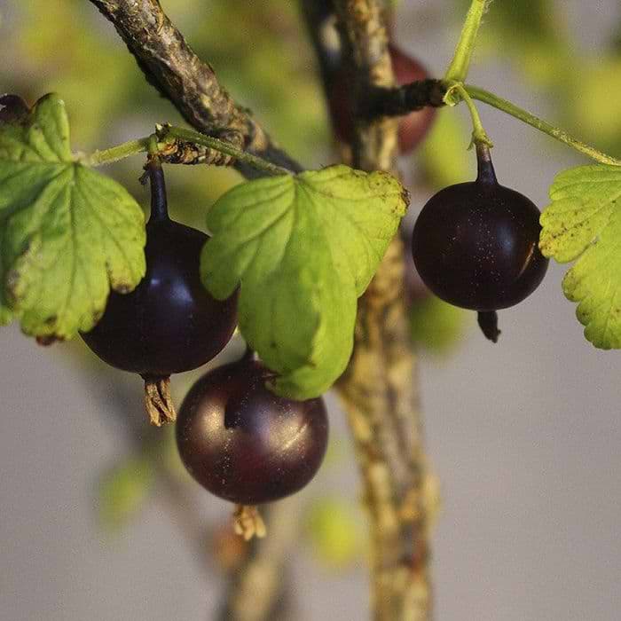 Stikkelsbær (Ribes uva-crispa 'Larell') 60 cm