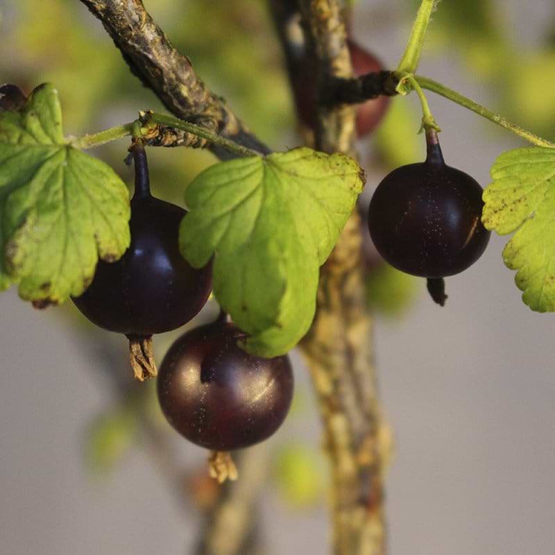 Ribes Larell