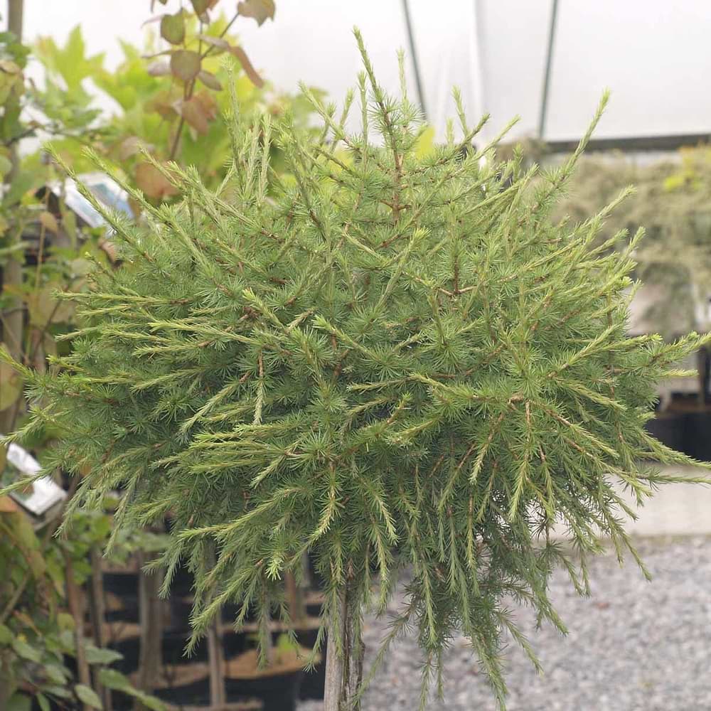 Larix Hexenbødele