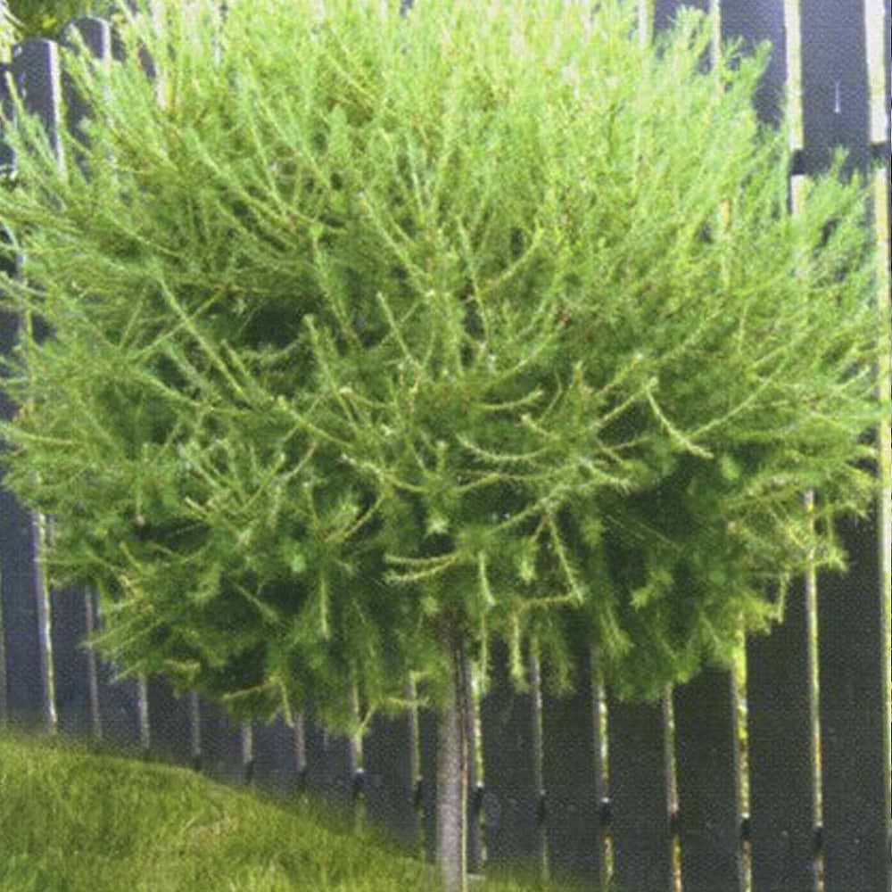 Larix Kornik