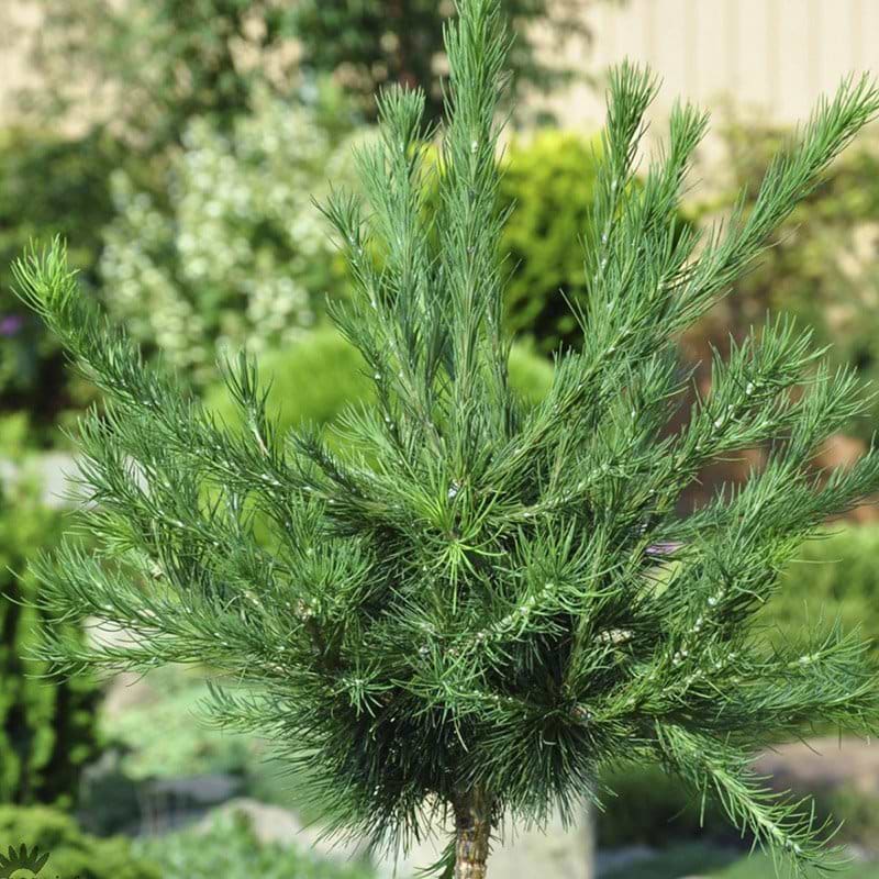 Larix deciduai Globosa