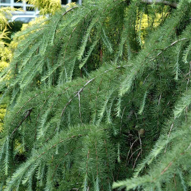 Larix Pendula