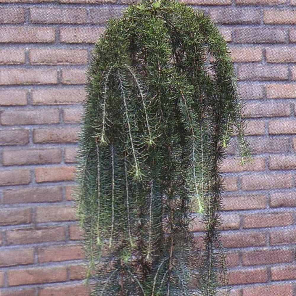 Japansk Lærk (Larix kaempfe 'Stiff Weeping') Opstammet - Flere varianter