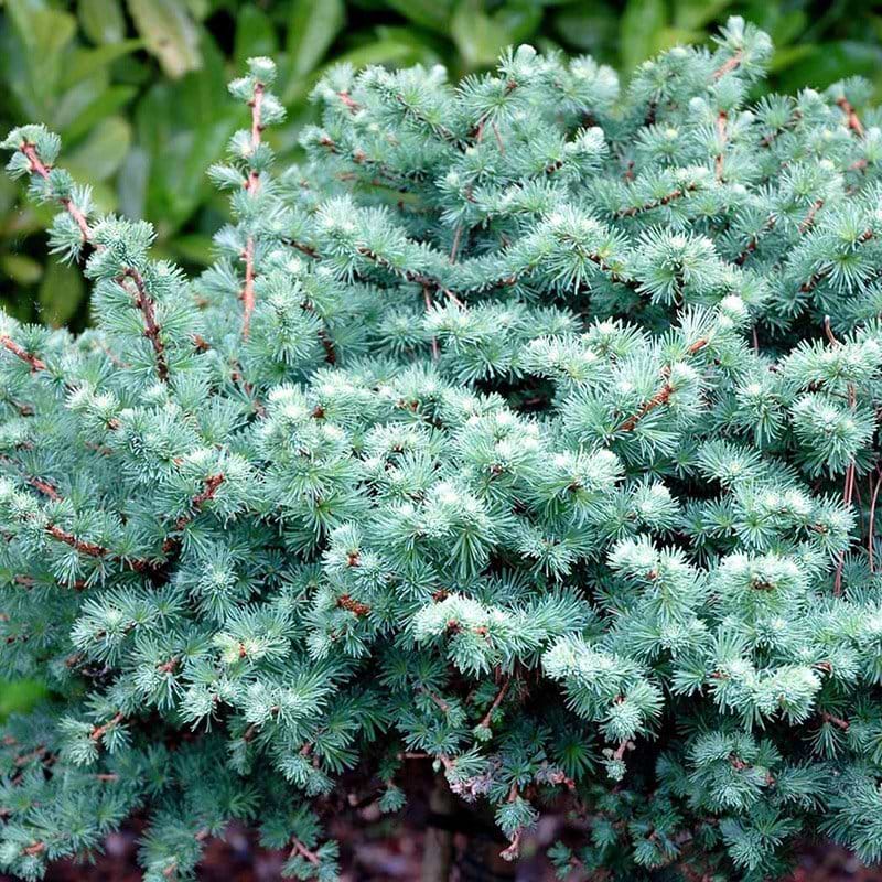 Larix kaempferi Cupido