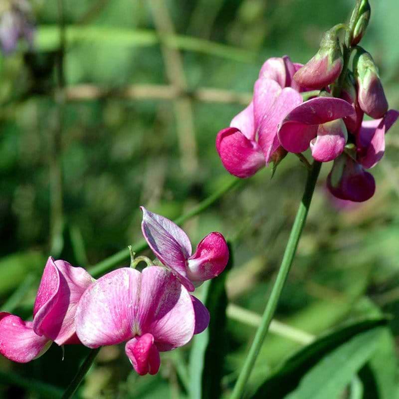 Ærteblomst Rosa Perle