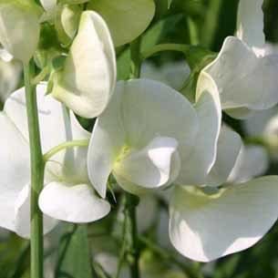 Lathyrus latifolius Weisse Perle