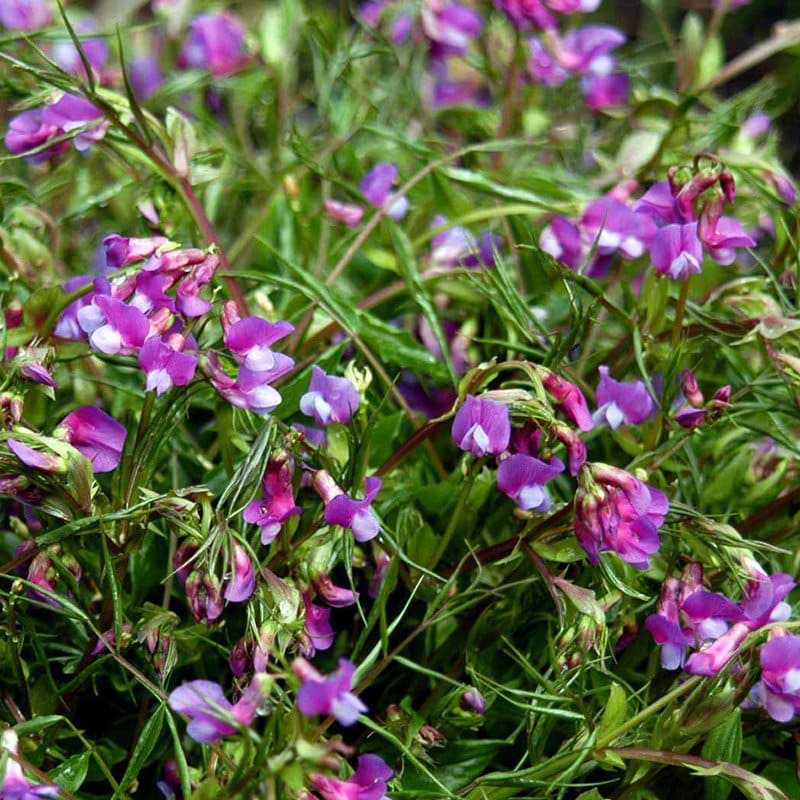 Lathyrus vernus blomst