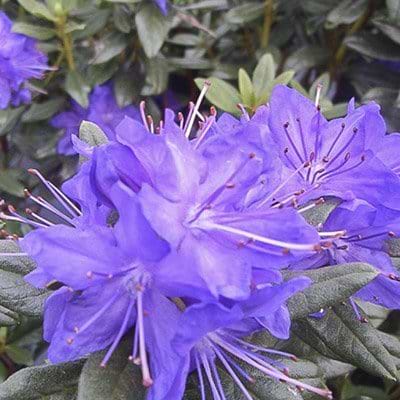 smuk rhododendron