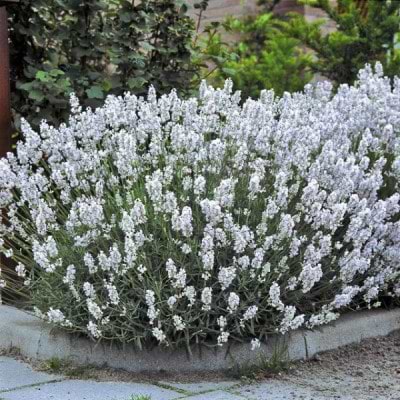 Hvid lavendel