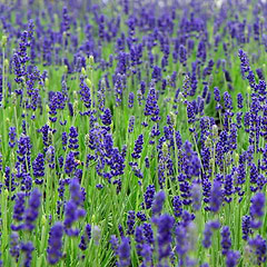 Lavendel (Lavandula angustifolia 'Hidcote Blue') Potte 9 cm