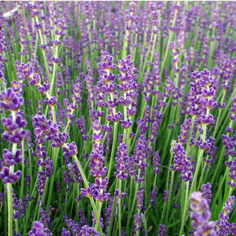 Lavendel 