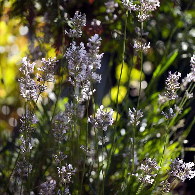 Lavendel Rosea