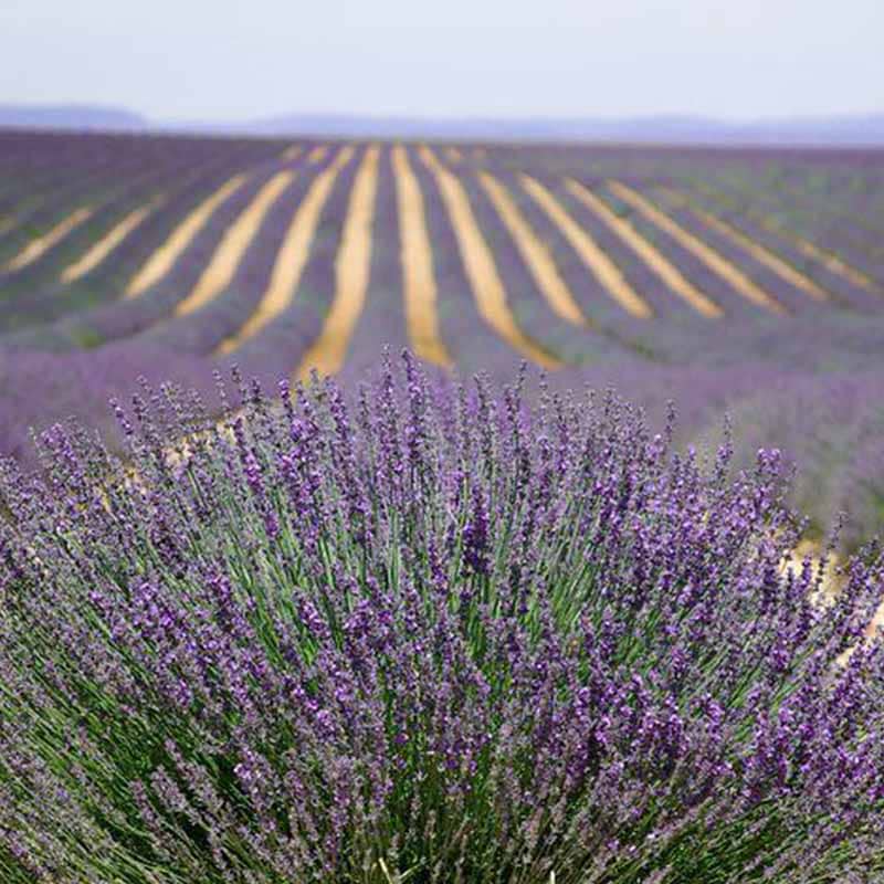 Lavendel (Lavandula 'Phenomenal') - Flere varianter