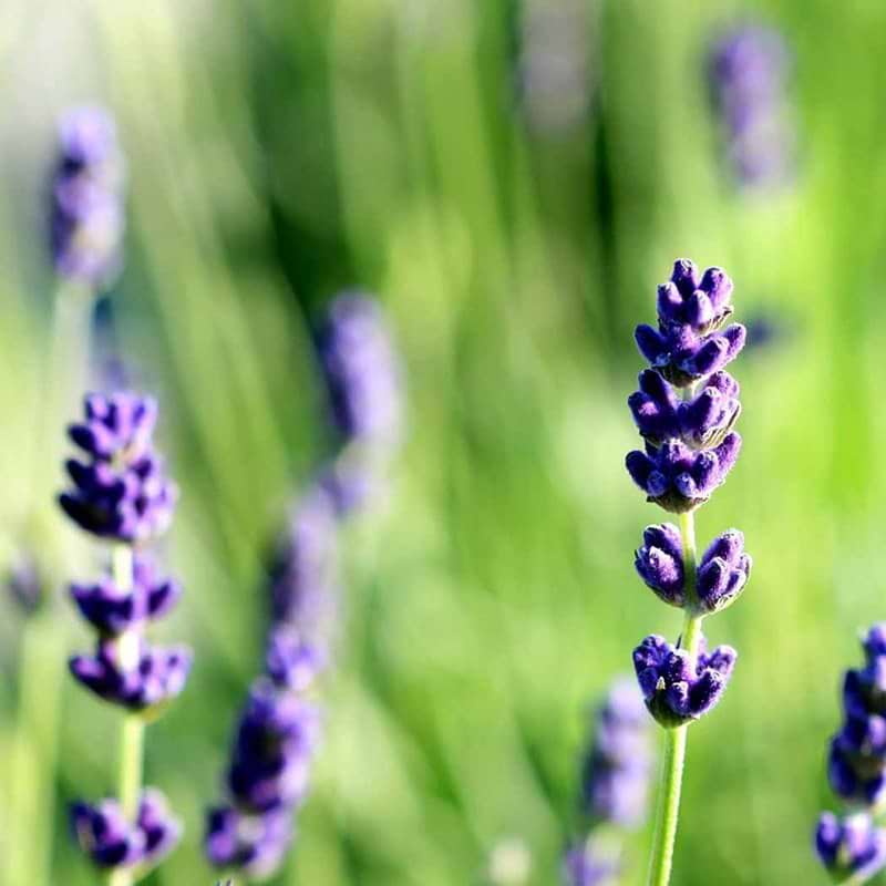 Lavendel