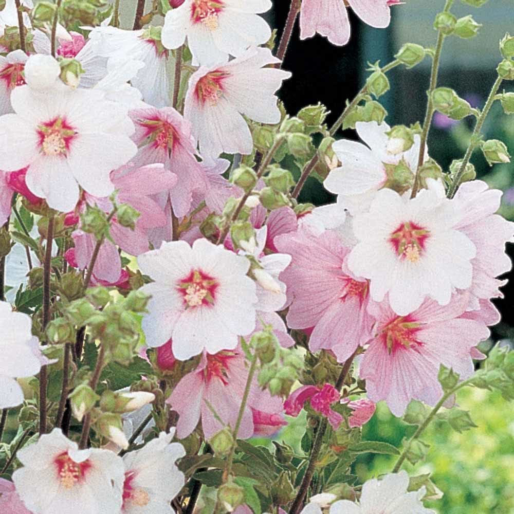 Lavatera Barnsley Baby