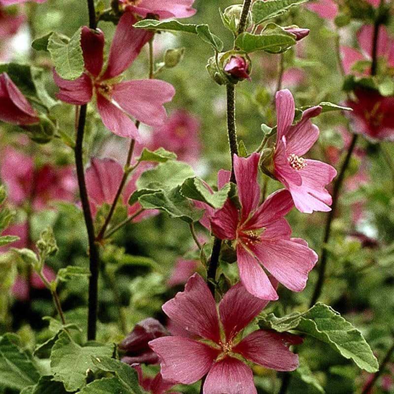 Lavatera Burgundy Wine