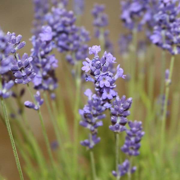lavendel Essence purple