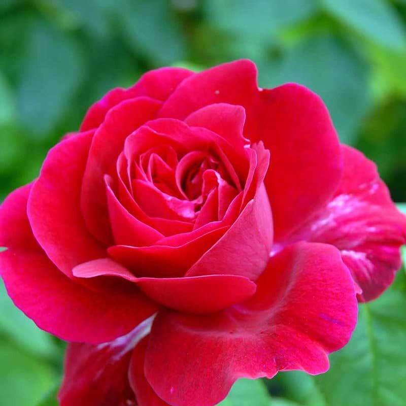 Engelsk rose L.D. Braithwaite