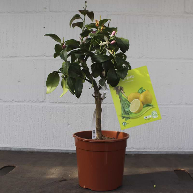 Citron Citrus Limon mini