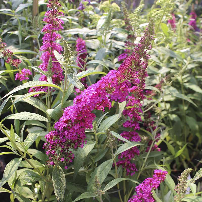 Sommerfuglebusk (Buddleja d. Summer Kids® ´Leni´)