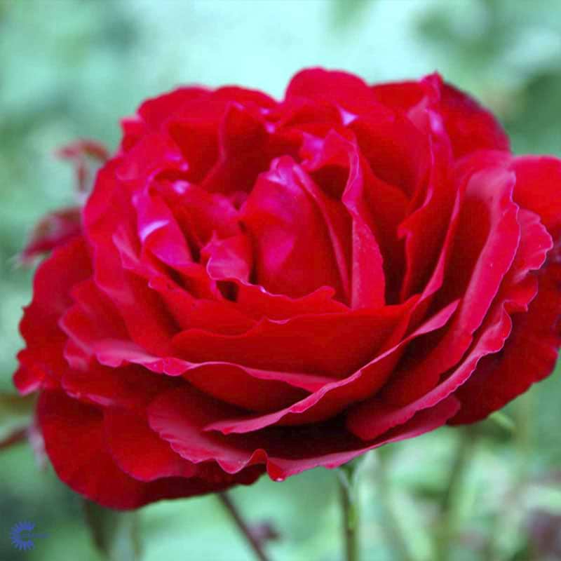 Rød rose