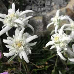 Leontopodium alpinum Mignon