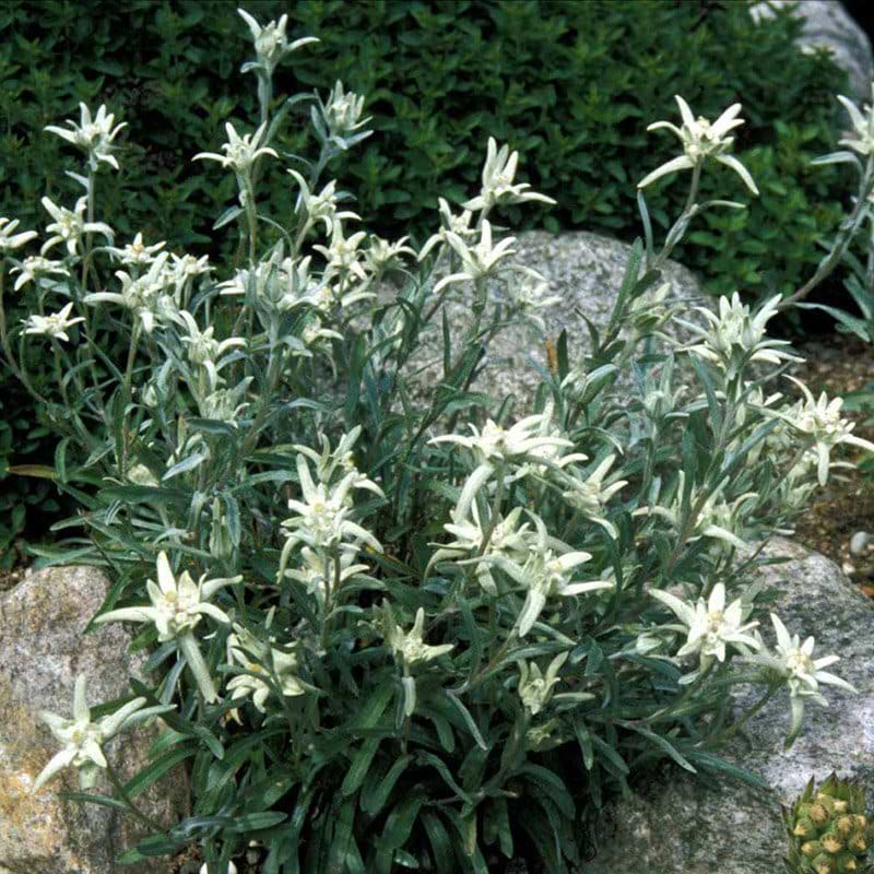 Edelweiss Leontopodium alpinum hvid