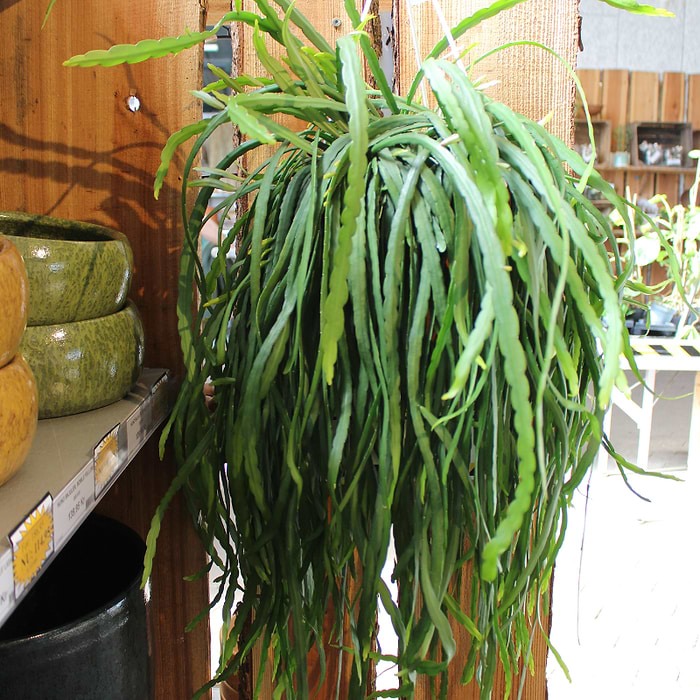 gummibaum mit stamm Gummibaum Ficus Elastica Robusta Stamm Zimmerpflanze 27cm 140cm