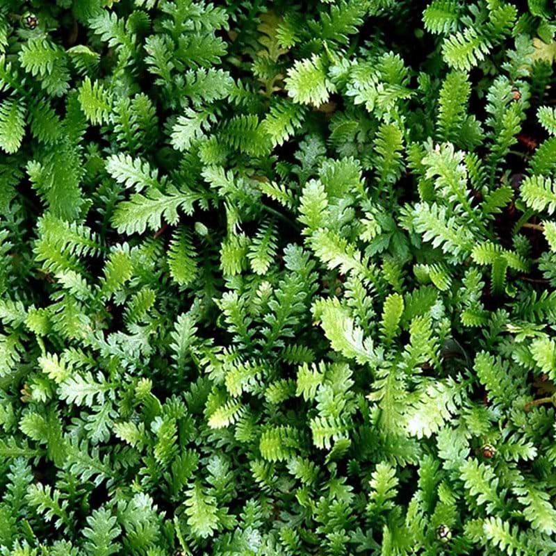 Leptinella minima