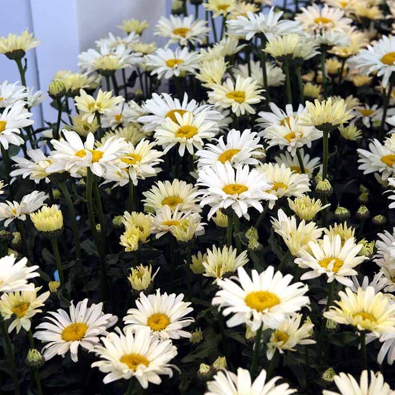 Marguerit banana cream