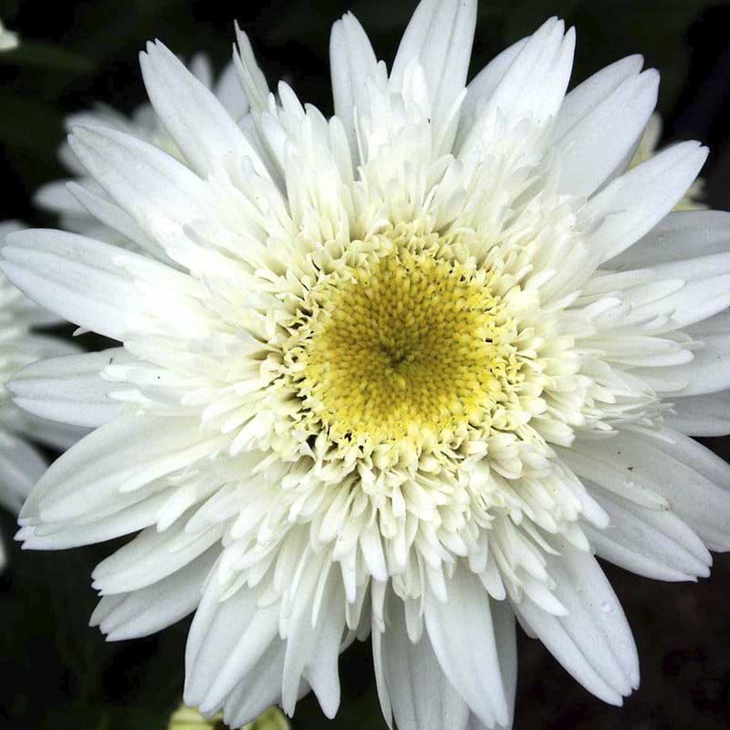 hvid blomst