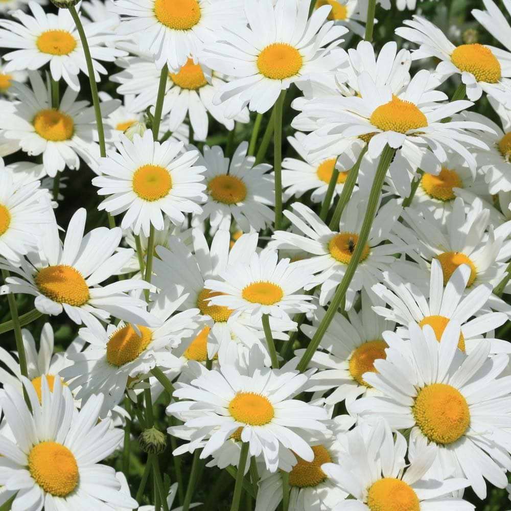 margurit