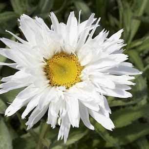 Marguerit (Leucanthemum superbum 'Snowdrift')