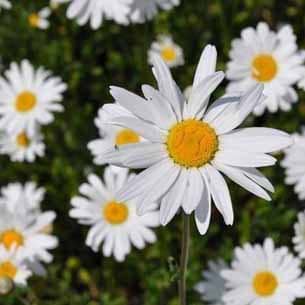 Marguerit