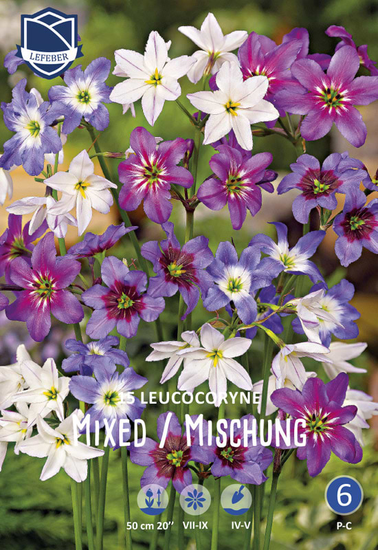 Forskellige blomsterløg