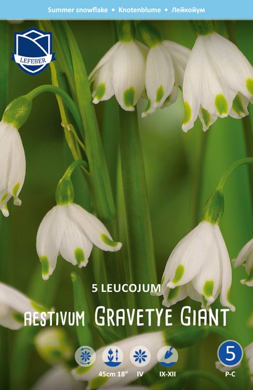 Hvidblomme