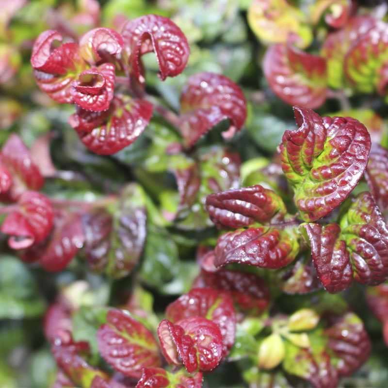 Leucothoe axillaris Curly red surbund