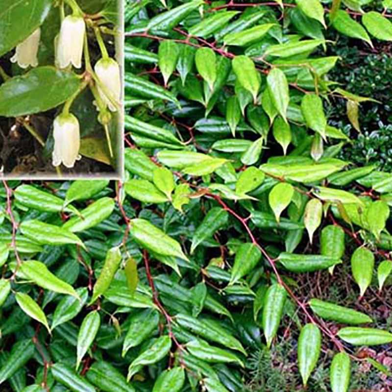 Leucothoe keiskei 