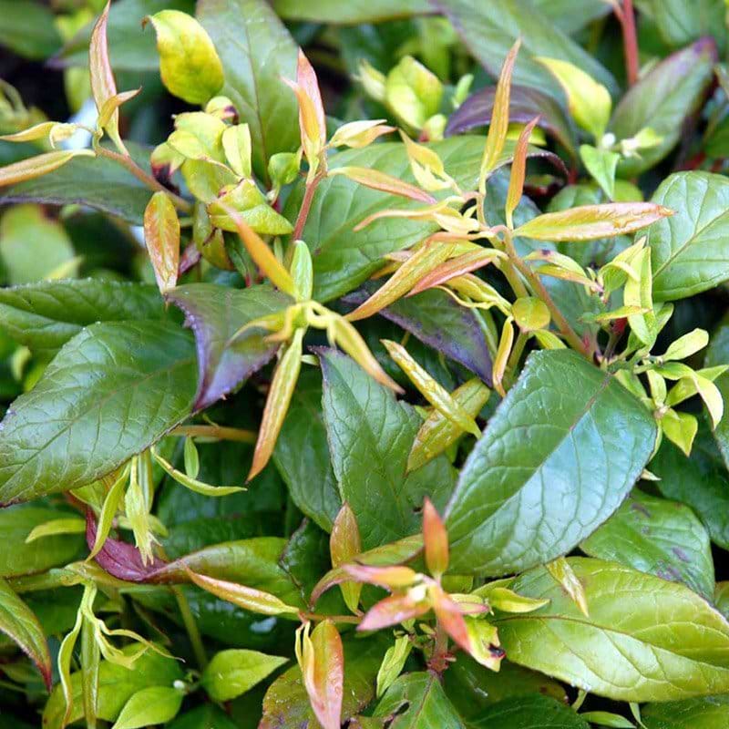 Leucothoe Zeblid druelyng