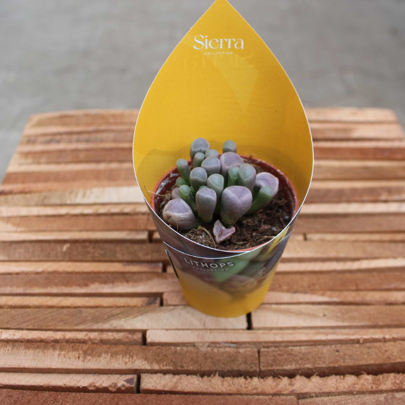 lithops levende sten nr. 1