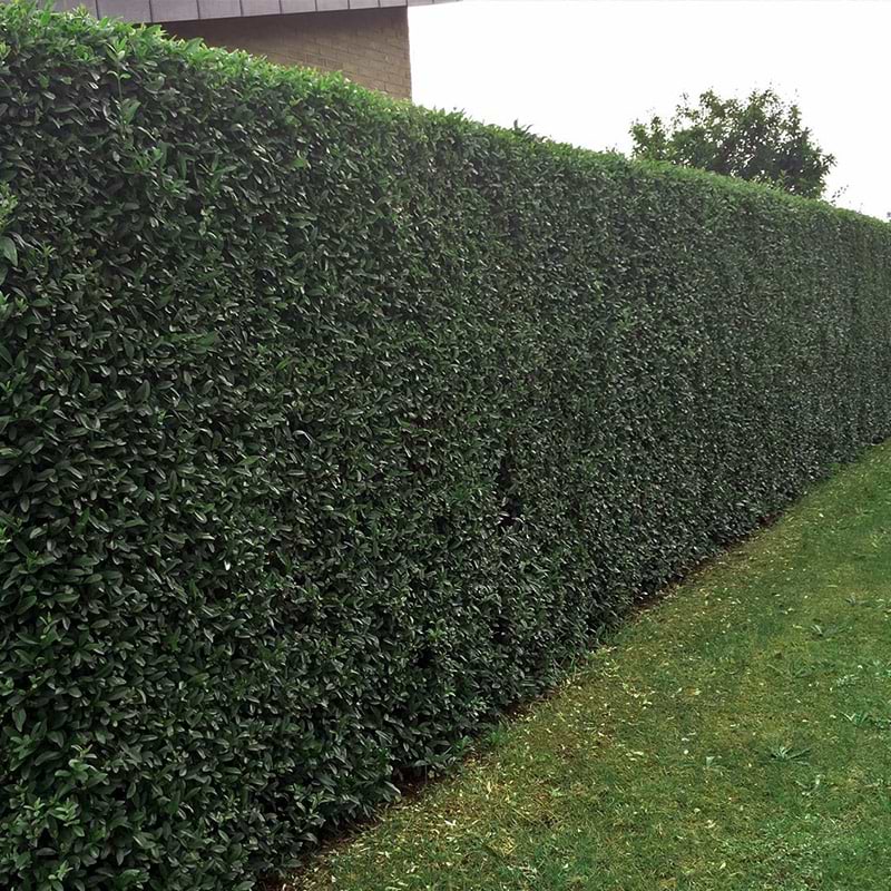 Hæk Ligustrum vulgaris liga