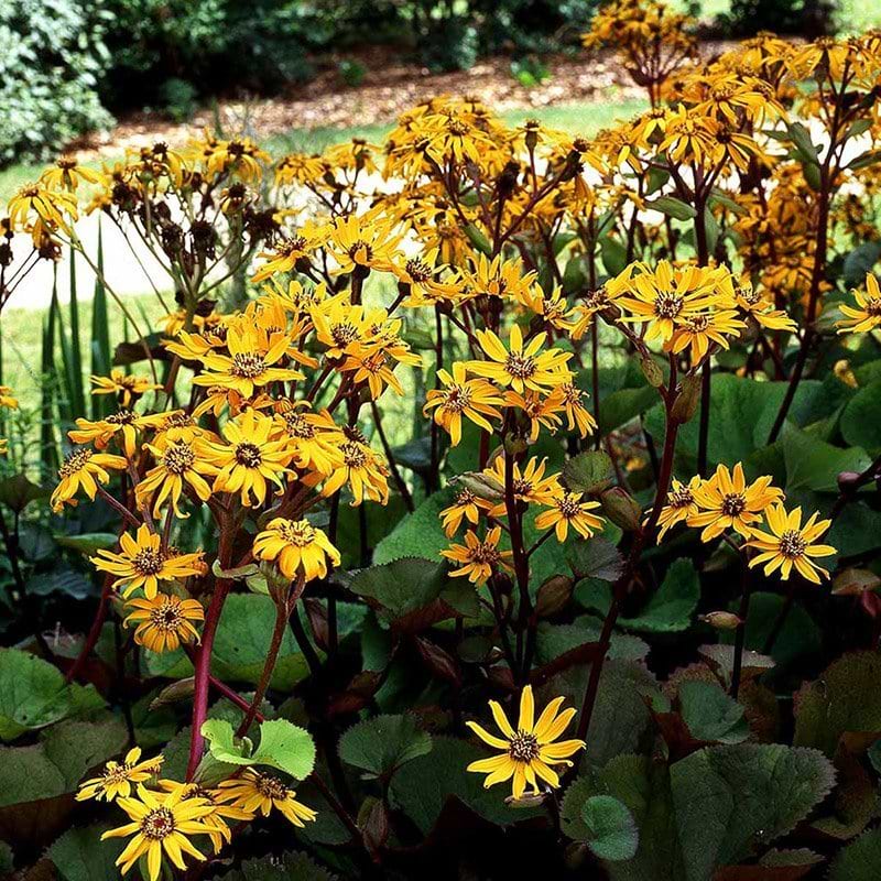 Nøkketunge Ligularia dentata